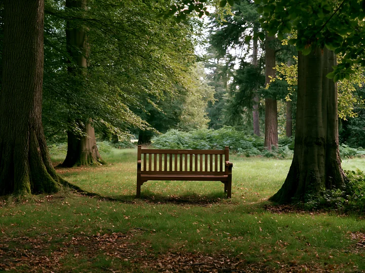 A wooden bench sits quietly in a shaded meadow in woodland clearing surrounded by green trees and foliage.