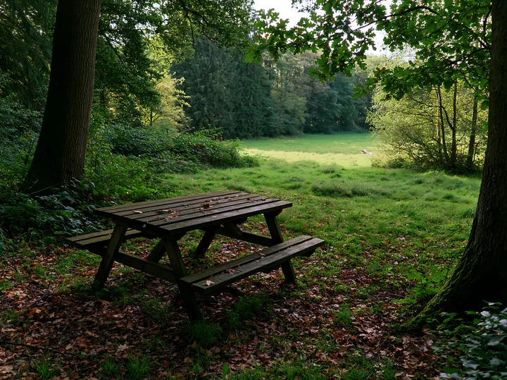 A wooden picnic table stands in a shaded meadow in woodland clearing surrounded by trees.