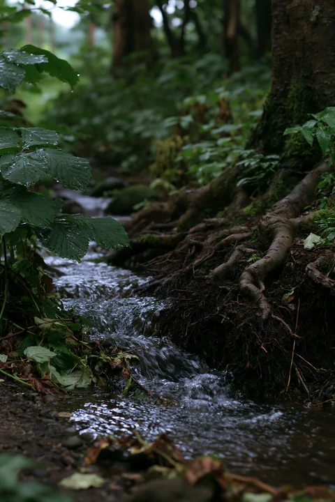 A woodland stream flows through a shaded forest beside exposed tree roots and rain-speckled green leaves.
