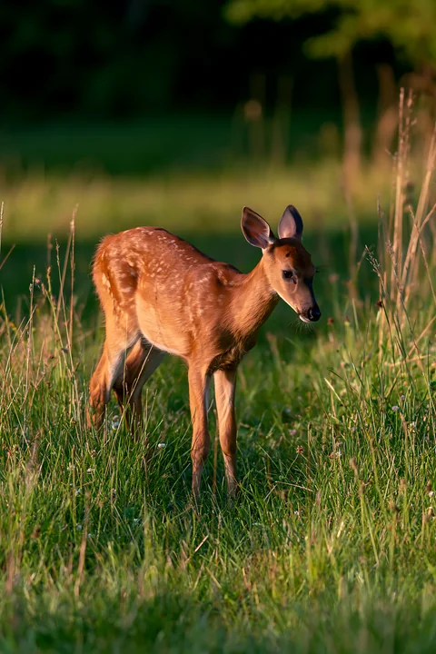 A young deer stands in tall grass at the edge of a meadow surrounded by trees.