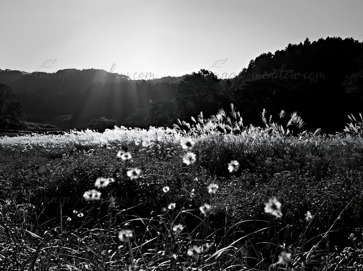 A restored meadow in Aichi during autumn. Seedheads are visible in the foreground as sunlight shines over the landscape. Presented as a premium high-contrast mo