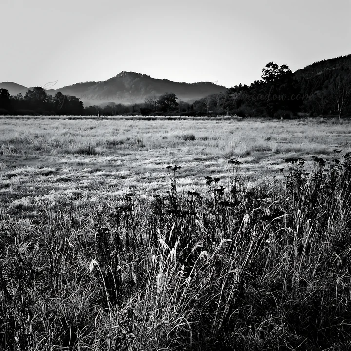 The photo shows a meadow in Aichi with seedheads in the foreground. Morning light highlights the frosted grass, and hills are visible in the background. Present