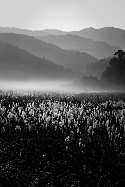 This scene features Aichi's restored meadow with autumn seedheads, capturing the misty atmosphere at dawn. The surrounding mountains provide a natural backdrop.