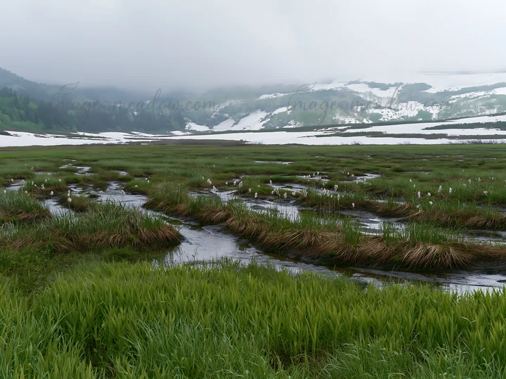 A meadow in Akita shows snowmelt and silver grasses. The landscape features flowing water amidst the greenery and distant snowy mountains under a cloudy sky.