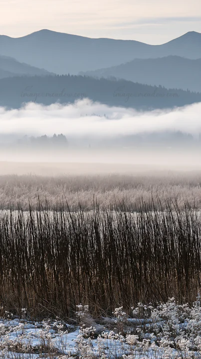 A meadow in Akita is covered in silver grasses, surrounded by fog and mountains. The scene shows the transition from winter to spring in a natural setting.