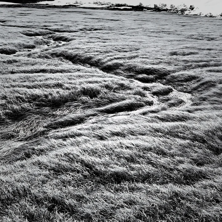 A meadow in Akita shows the effects of snowmelt. Silver grasses cover the ground, creating a winding pattern through the landscape as snow lingers in the backgr