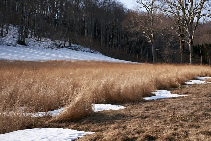 A meadow in Akita during snowmelt, with patches of snow and tall silver grasses. Trees are visible in the background, hinting at early spring weather.