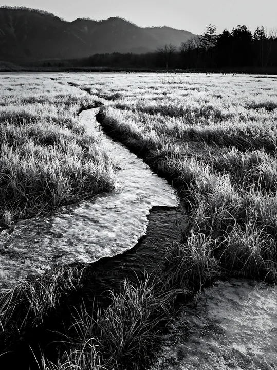 A meadow in Akita features silver grasses and snowmelt. A stream flows through the grassy area as the morning light casts shadows on the landscape. The backdrop