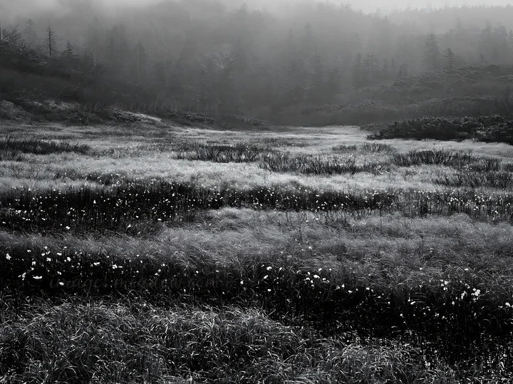 The scene shows a meadow in Akita where snow has melted. Silver grasses grow in the field, creating a landscape that is soft and open. The area appears calm and