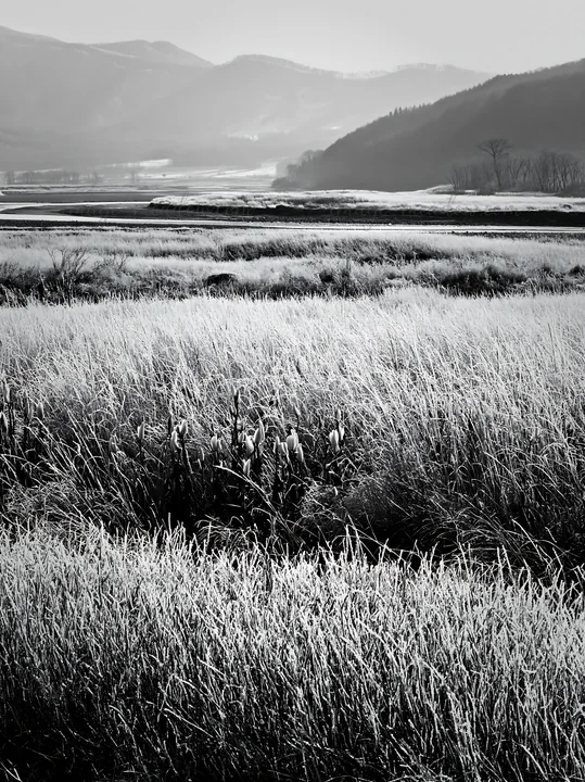A snowmelt meadow in Akita with silver grasses swaying gently. The background features distant mountains and a clear sky, creating a natural landscape. Presente