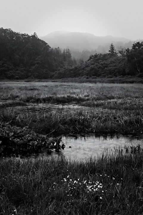 The scene shows a snowmelt meadow in Akita, featuring silver grasses and some yellow flowers. The environment appears wet, with gentle hills in the background a