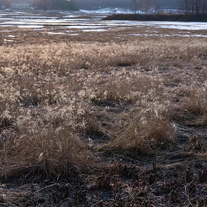 A meadow in Akita shows areas of snowmelt among silver grasses. The ground is mostly dry with patches of white, indicating the transition from winter to spring.