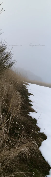 Snow is melting in a meadow in Akita. Silver grasses grow along the edge, with fog creating a soft light. The scene shows a transition from winter to spring, hi