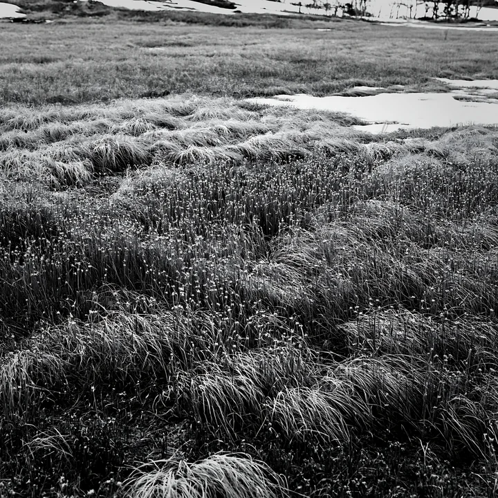 The scene shows a meadow in Akita during snowmelt, featuring silver grasses with patches of snow visible on the ground. The area has a natural, undulating terra