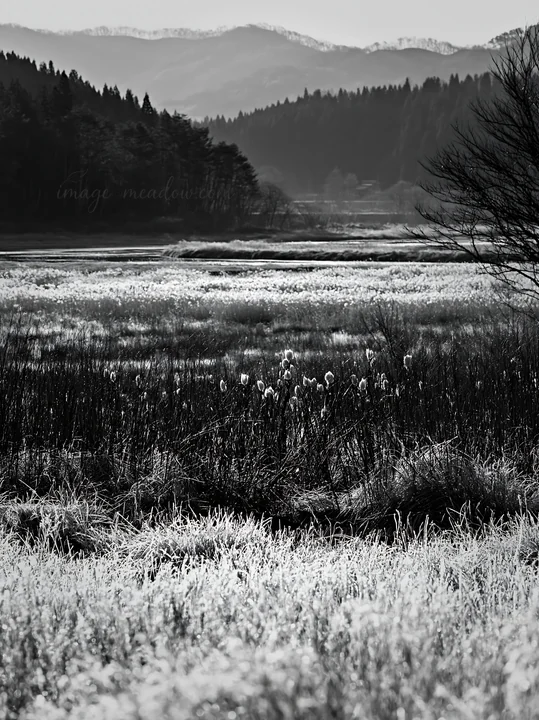 The scene shows a snowmelt meadow in Akita with silver grasses under morning light. Mountains rise in the background, and a river flows through the area. This l