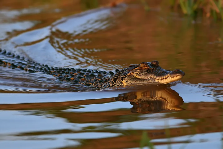 Alligator swimming through sunlit water with its reflection visible on the rippling surface.