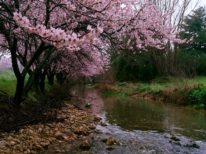 Almond tree blossoms in landscape frame a peaceful stream reflecting soft pink flowers.