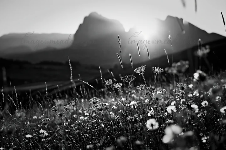 Sunlight streams through a meadow filled with flowers in Alpe di Siusi during the late afternoon. The mountains create a backdrop, adding depth to the scenery.