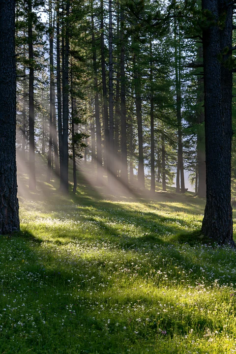 Sunbeams stream through tall trees in the Alpe di Siusi meadow. The green grass is dotted with flowers, creating an inviting scene. The light highlights the nat