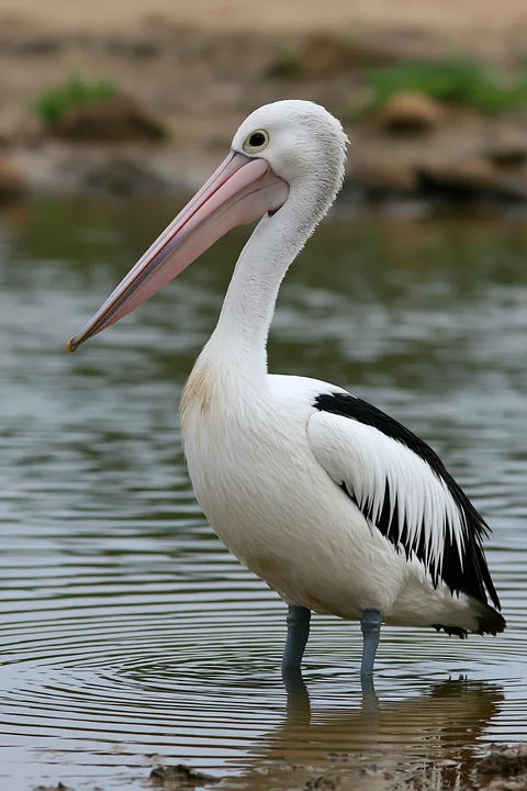 An Australian pelican is wading in a coastal lagoon, surrounded by water and natural vegetation.