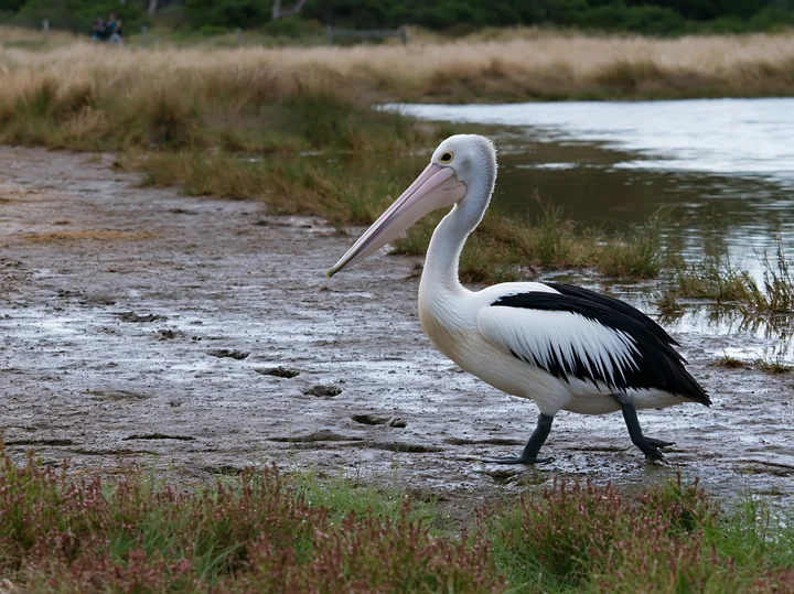 An Australian pelican on coastal lagoon walks on the muddy bank.