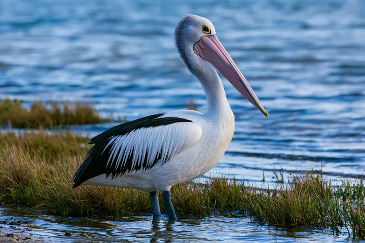 An Australian pelican stands near the water's edge in a coastal lagoon, surrounded by grass and gentle waves.