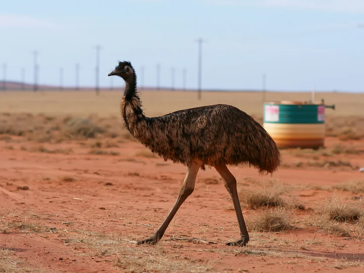 An emu is walking across a dry outback plain under a clear sky, with power lines visible in the distance.