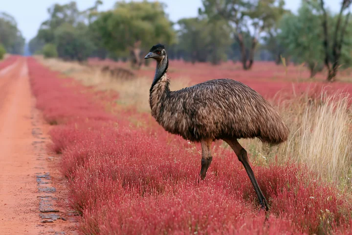 An emu walking across a red-flowered outback plain beside a dirt road in Australia.
