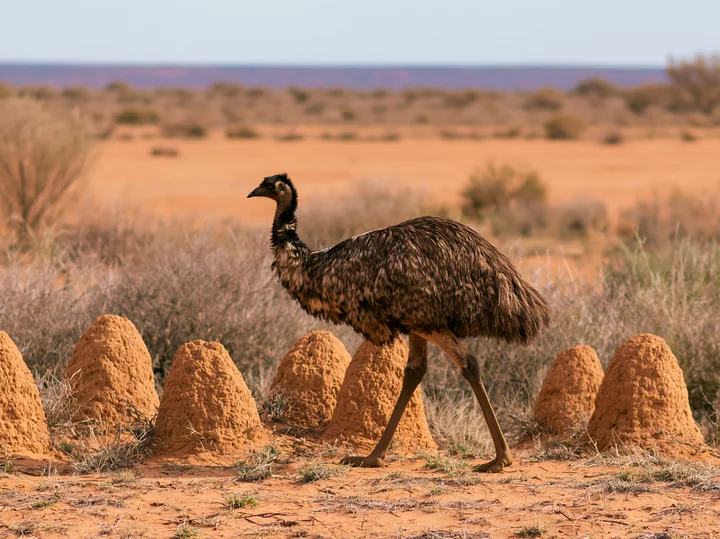 An emu walks across a dry outback plain, surrounded by small anthills and sparse vegetation.