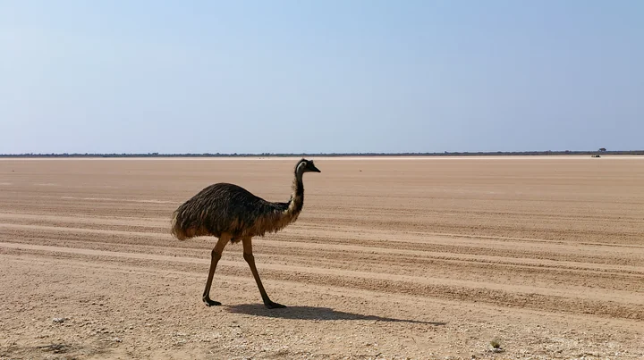 An emu walks across a vast outback plain under a clear blue sky.