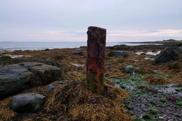An isolated coastal piling with peeling surface and rust rises from the rocky shore, surrounded by seaweed and pebbles.