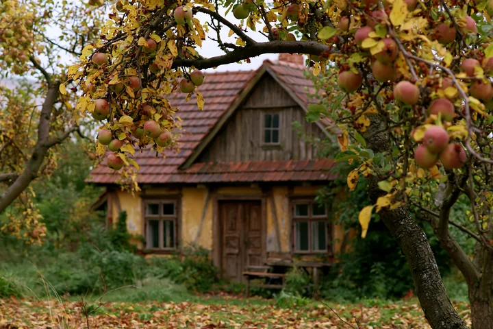 An old cottage with weathered facade stands amidst apple trees full of ripe fruit.