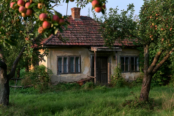 An old cottage with weathered facade stands in a field, partially hidden by lush green grass and apple trees.