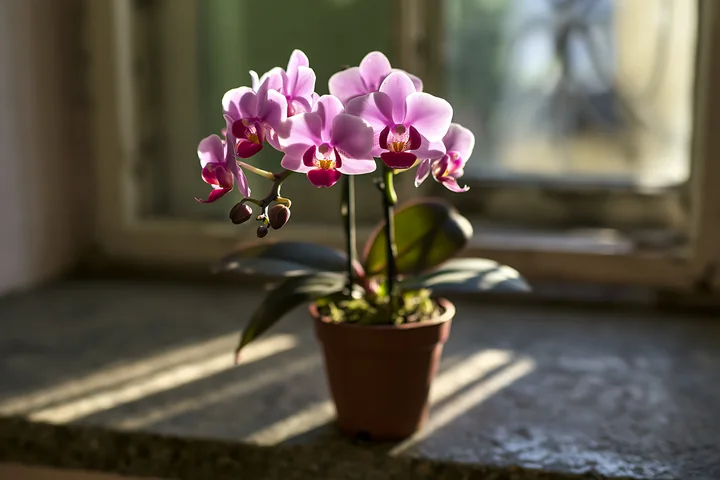 An orchid flower on windowsill catches sunlight, creating shadows on the surface.