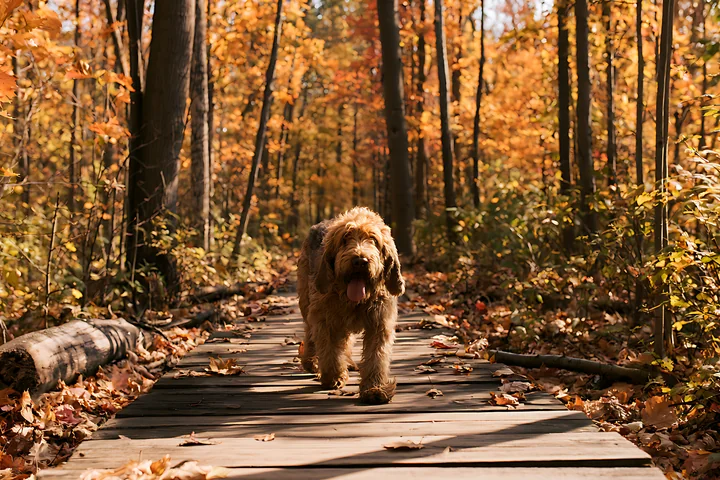 An Otterhound dog walks along a wooden path surrounded by trees with autumn leaves.