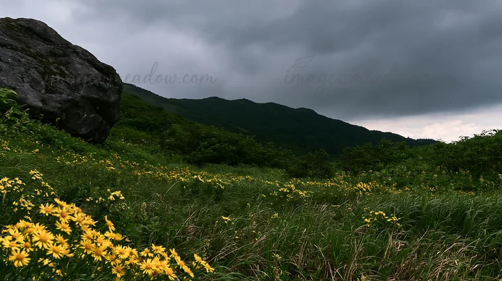 A boulder sits among yellow flowers in a meadow in Aomori. Dark clouds loom overhead as hills rise in the background, creating a natural setting.