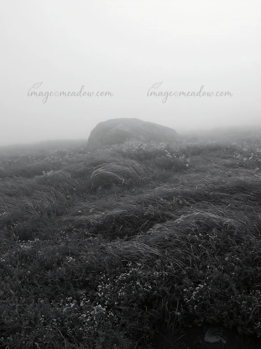 A boulder in a meadow in Aomori surrounded by grass and flowers. Fog covers the landscape, creating a mysterious atmosphere in the area.