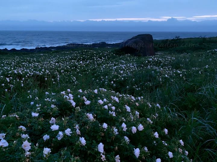 The scene displays a meadow in Aomori filled with flowers and a prominent boulder, with the ocean and distant cliffs seen under a twilight sky.
