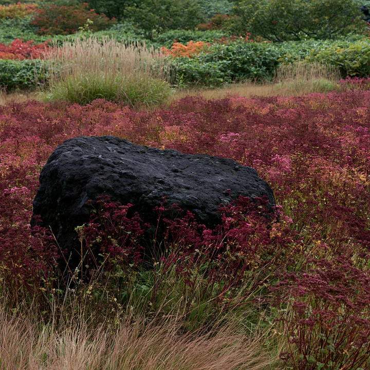 A boulder stands in a meadow in Aomori, surrounded by colorful plants and grasses. The diverse vegetation creates a vibrant landscape that showcases resilience.