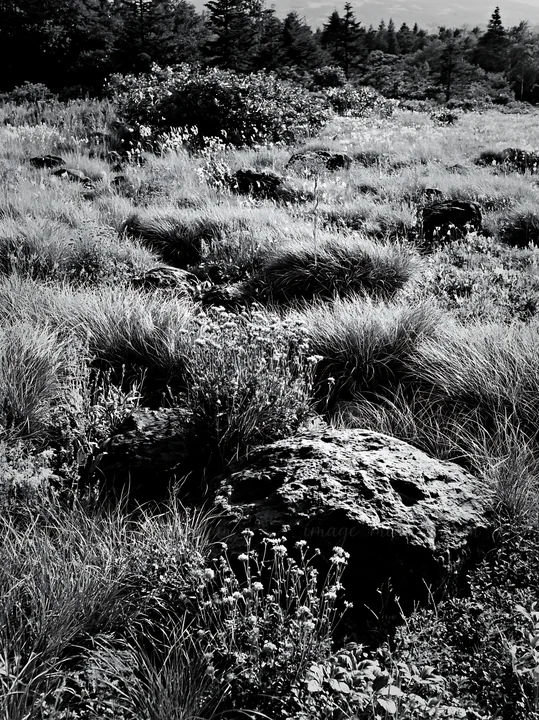 The scene captures a meadow in Aomori filled with grasses and wildflowers. Large boulders are scattered throughout the area against a backdrop of trees. Present