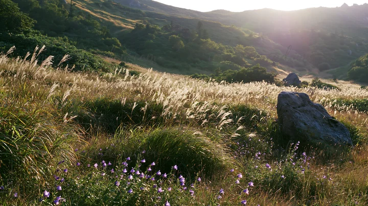 A meadow in Aomori with tall grasses, blooming flowers, and a large boulder among the plants. The sunlight casts a warm glow, highlighting the landscape's featu