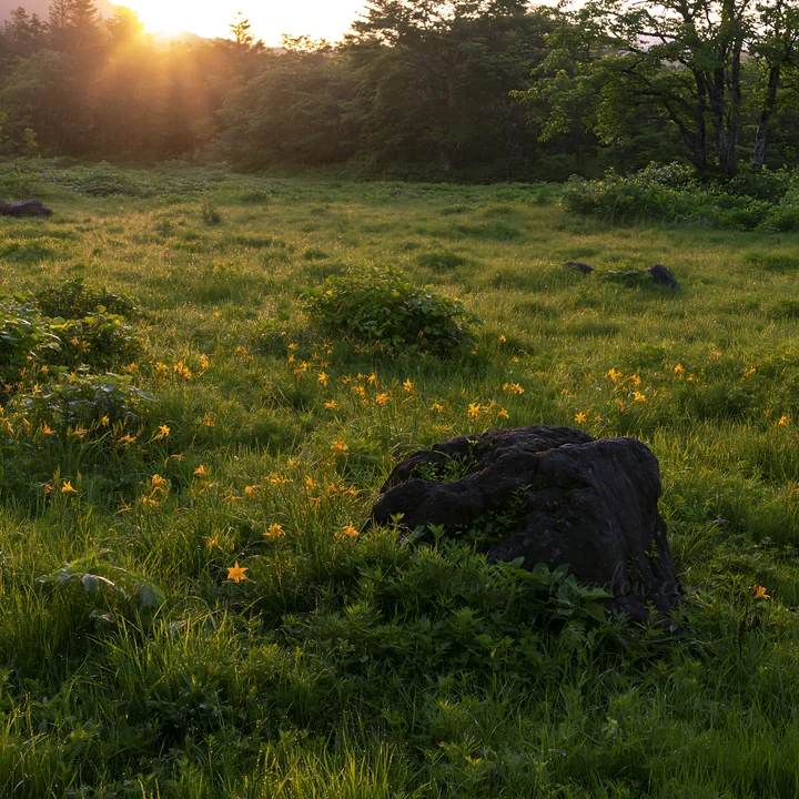 The scene shows a meadow in Aomori during sunset with green grass and yellow flowers. A boulder is present among the plants. Light filters through trees in the