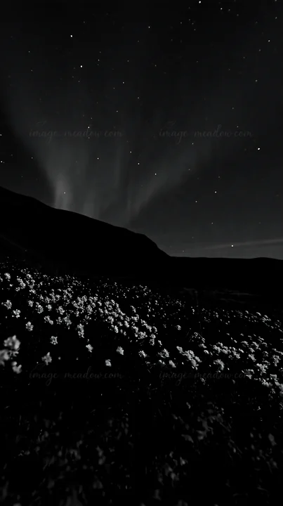 Bright flowers cover a meadow along the coast under a starry sky. The northern lights illuminate the scene with their glow. The dark landscape adds depth to the