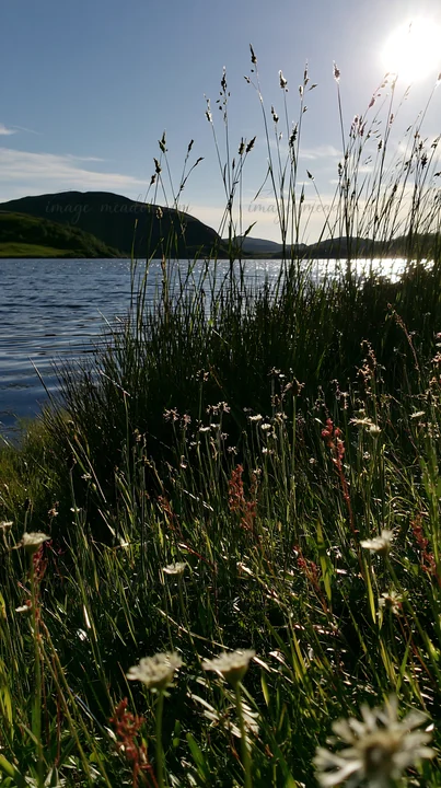 Grass and flowers grow along the edge of a body of water. Mountains rise in the background under a clear sky. The sun shines brightly over the scene in a natura