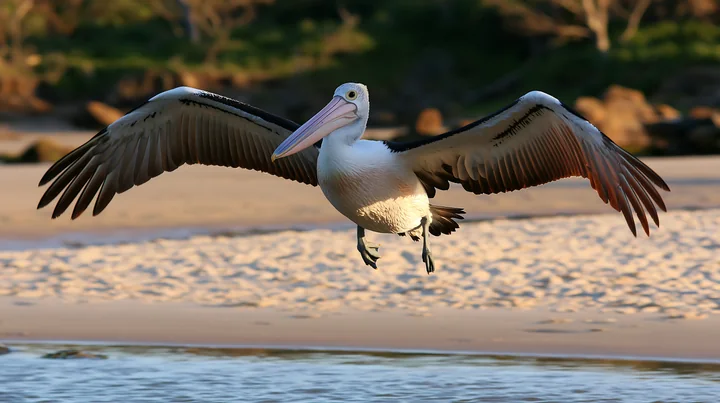 Australian pelican flies low over lagoon water with wings fully extended near a sandy shore.