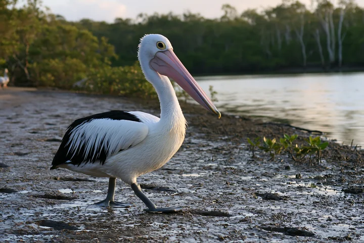 Australian pelican on coastal lagoon stands on the muddy shore.
