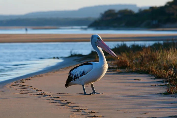 Australian pelican stands on a sandy shore beside a coastal lagoon with reeds, water, and distant hills.