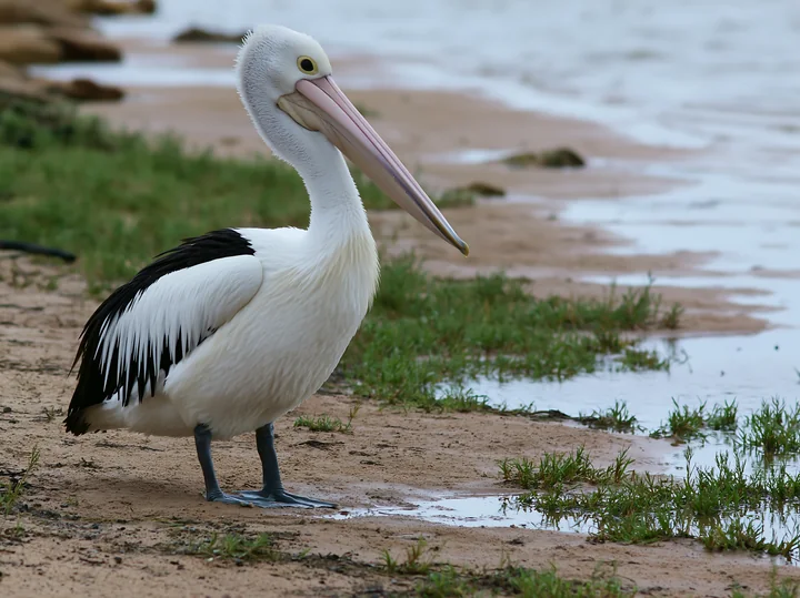 Australian pelican stands on a sandy shoreline beside a shallow coastal lagoon with sparse grass.