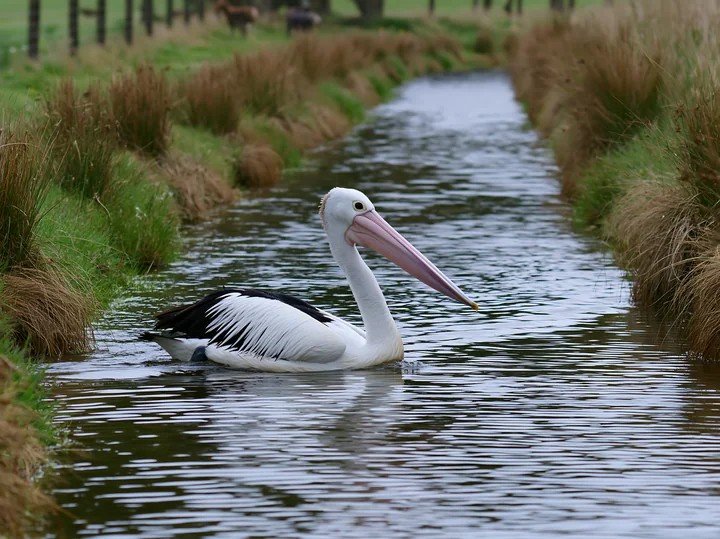 Australian pelican swimming in a narrow coastal lagoon bordered by grassy reeds.
