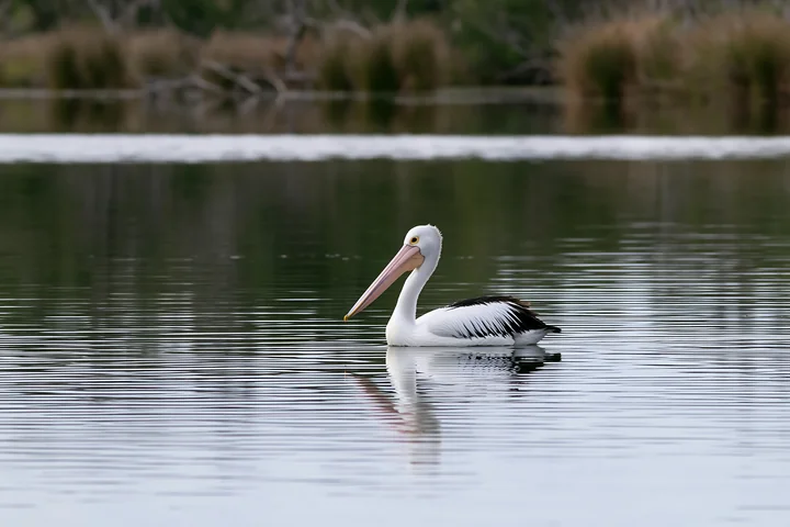 Australian pelican swimming on a coastal lagoon with blurred reeds and vegetation behind it.